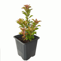 pieris m9 (2R)